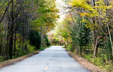 Obraz premium Straight road through the deep forest
