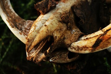 carcass 