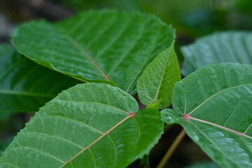 leaf on a tree