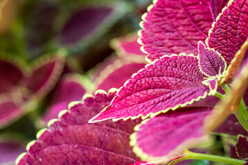 Selective focused coleus plant close up with beautiful decorative leaves in the garden