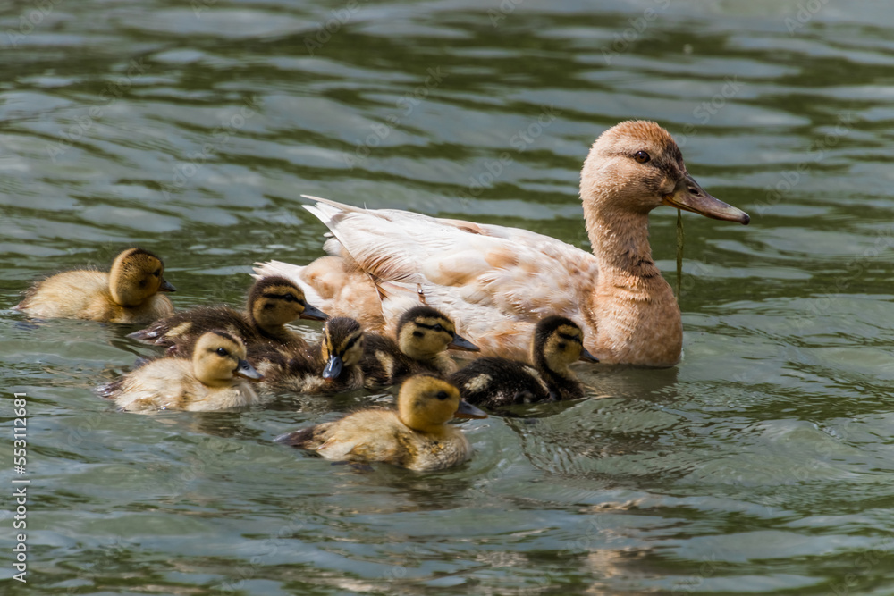 Sticker duck and ducklings