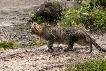 squirrel on the ground