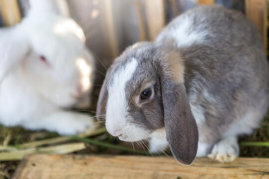 Close up grey rabbit face over blurred white rabbit laying, pet animal