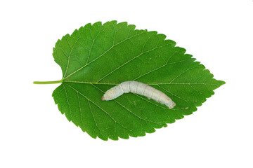 silkworm on fresh green mulberry leaf isolated on white background
