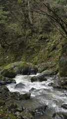 Obraz premium mountain river in the forest