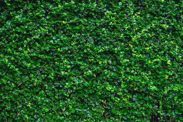 Green leaves background with copy space for add text. Nature concept for Green Energy earth saving.
