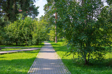 Horizontal photography summer season green tree foliage, natural background