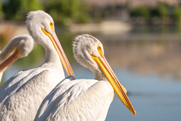 Close-up of a white pelican. 