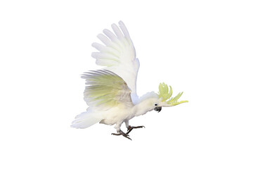 Beautiful cockatoo parrot flying isolated on transparent background.