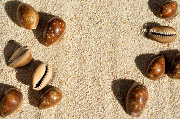 貝殻の造形　タカラガイ　グラフィック素材