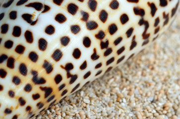 貝殻の模様　アンボンクロザメ　グラフィック素材