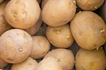 large potato tubers sprouted close-up with sprouts. 