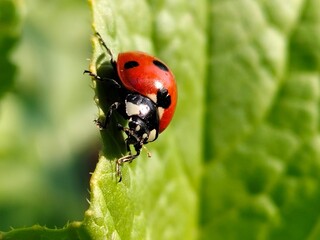 Macro shoot of lady bird.The close up of lady bird sitting on green grass.Coccinella septempunctata, the seven-spot ladybird, is the most common ladybird in Europe and Asia.