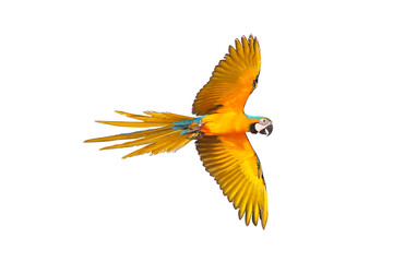 Colorful flying parrot isolated on transparent background.