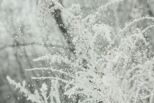 Close up hoar frost crystals flying in air concept photo. Front view photography with snowy winter shrub on background. High quality picture for wallpaper, travel blog, magazine, article