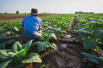 Tobacco farmers in Asia watering tobacco plants.