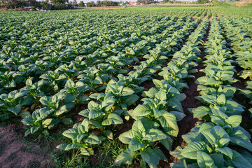 Green tobacco plants in a tobacco plantation in Asia