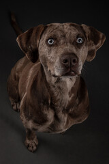 Louisiana Catahoula Leopard dog