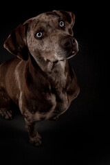 Louisiana Catahoula Leopard dog