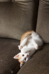 Cute white kitten with ginger head resting on the back. Young cat lying in interesting pose upside down on a couch.