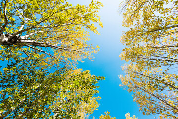 Looking up on clear blue sky with yellow poplar trees