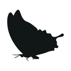 Butterfly Silhouette