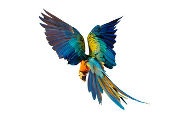 Colorful Catalina parrot flying isolated on transparent background png file