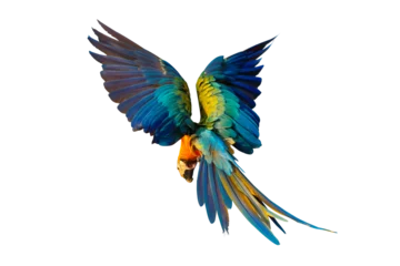 Rolgordijnen Colorful Catalina parrot flying isolated on transparent background png file © Passakorn