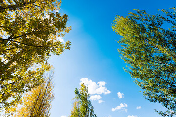 Looking up on clear blue sky with yellow poplar trees