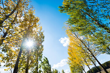 Looking up on clear blue sky with yellow poplar trees