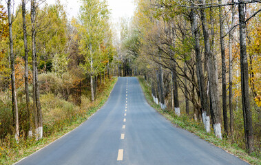 Obraz premium Scenic road through autumn trees