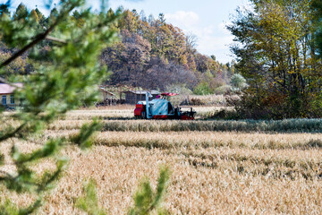 Fototapeta premium Harvester machine working in harvest rice field