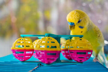 Lovely pet bird green yellow budgerigar playing