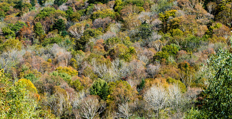 Autumn mountain landscape with colorful forest