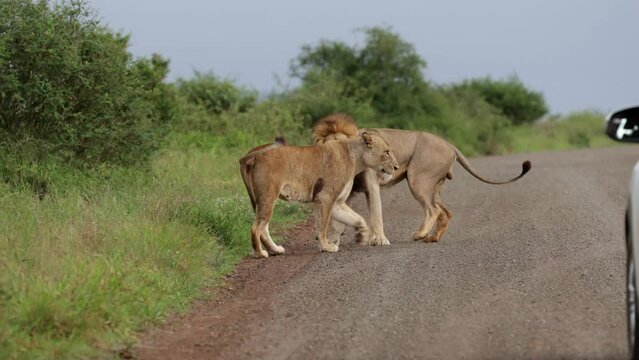 A pair of mating lions on the road