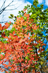 Colorful autumn leaves in park