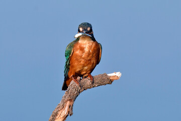 Common kingfisher // Eisvogel (Alcedo atthis) 