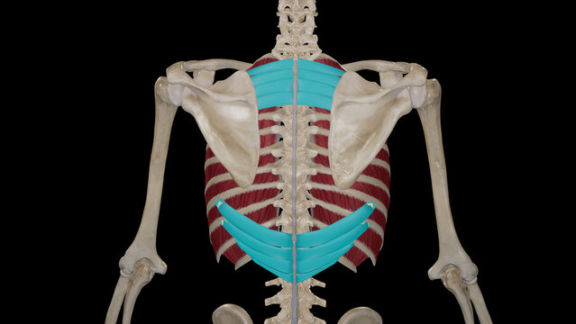 Serratus Posterior Muscles