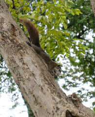 squirrel on tree