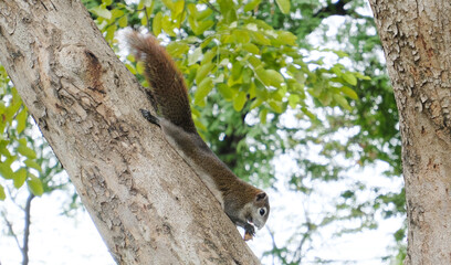 squirrel on tree