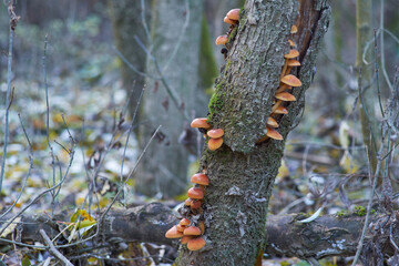 The fungus Flammulina velutipes will spread along the trunk of a dying tree. winter honey agaric,...