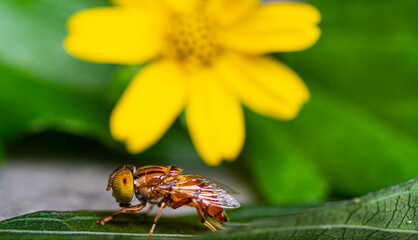 close-up Eristalinus arvorum spotted on a green leaf with a yellow background flower