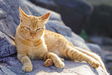 Ginger cat sit on the rock