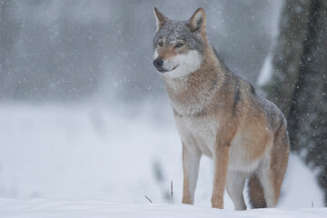 Wilk szary w pięknej zimowej scenerii