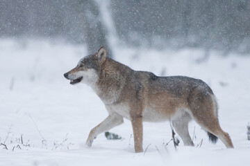 Wilk szary w pięknej zimowej scenerii