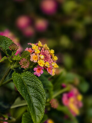 Closeup of flower clusters of Lantana in a garden in Italy in late summer
