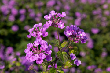 Closeup of flower clusters of Lantana in a garden in Italy in late summer