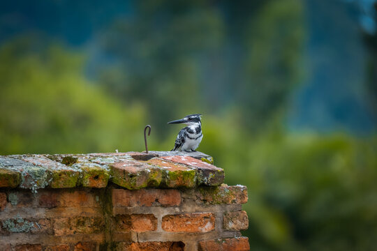 Pied Kingfisher by lake Kivu in Kibuye, Rwanda