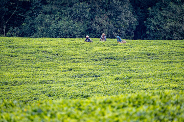 Harvesting tea leaves near Nyungwe National Park, Rwanda