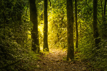 Obraz premium Forest path in Nyungwe National Park, Rwanda